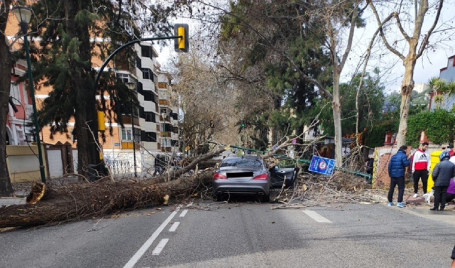 Caída de un árbol en Málaga. Diario Sur. 